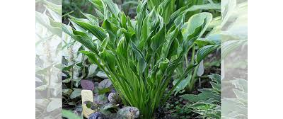 Хоста Керли Фрайз  (Curly Fries)