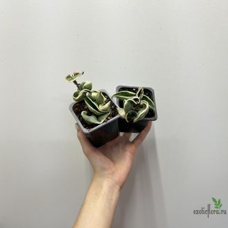 24/07/2025  ⁠Hoya Carnosa Regalis