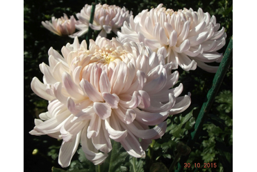 CHITA. Интродукция НБС-ННЦ
3-й финалист бала 2012