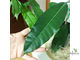 Ficus (T18) Mango leaf / фикус Нервоза