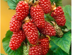 Малино-ежевичный гибрид Логанберри, C3