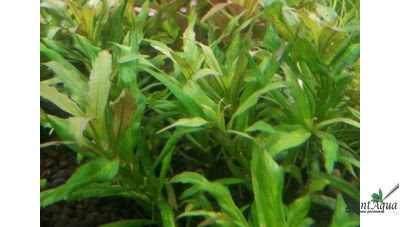 Погостемон сампсони (пучок)