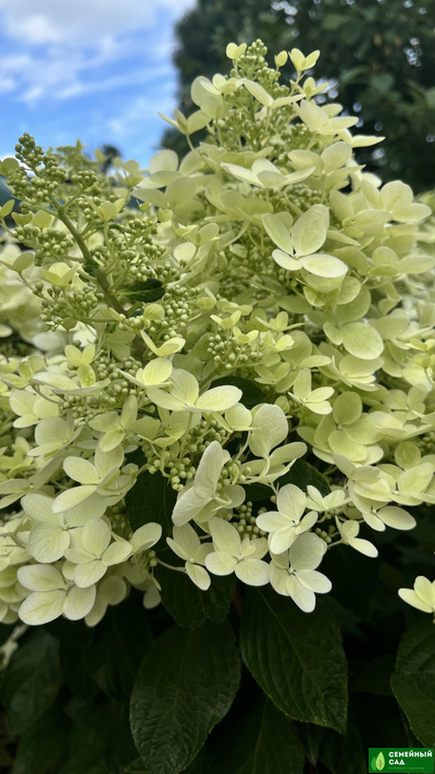 Гортензия метельчатая "Pastelgreen" (Пастель Грин)