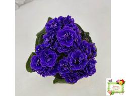 Blue Scoundrel (P.Sorano/LLG) 04/09/2012