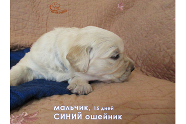 Мальчик с синим ошейничком, 15 дней