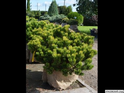 Сосна горная Карстенс Винтерголд - Carsten`s Wintergold