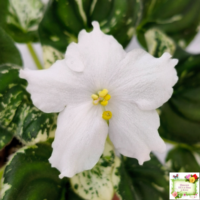 LV-Зюзя (Л. Шевелева) 2025 г. трейлер (клакамас пестролистный)