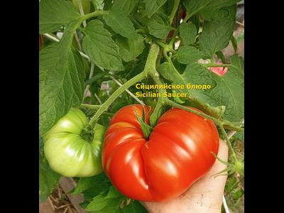 Томат Сицилийское блюдце (Sicilian Saucer, Италия)