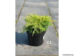 Можжевельник Даубс Фростед - Daub`s Frosted