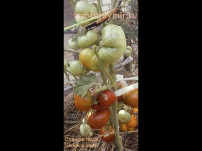 Томат гном Спящая леди (Sleeping Lady)