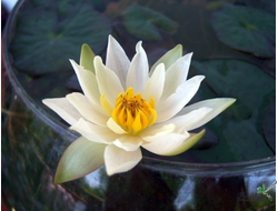 Нимфея Пигмея Хелволва