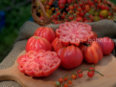 Томат Etoile (Этуаль), 10 шт