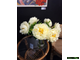 Paeonia Lemon Chiffon