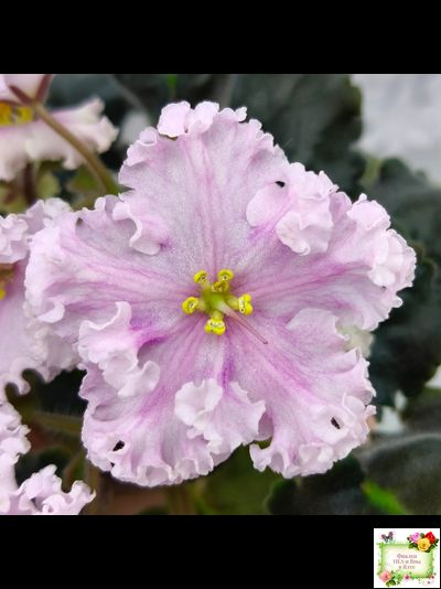 ВаТ-Любимая Внучка (Т.Валькова) 2016 г.