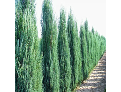 Можжевельник скальный Blue Arrow, 2,0 л