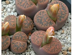 Lithops lesliei C342 (MG-1639.2) - 10 семян