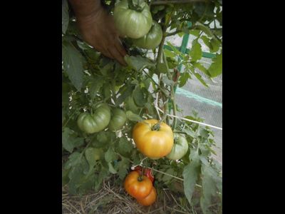 Томат Желто-оранжевые от Умриловой