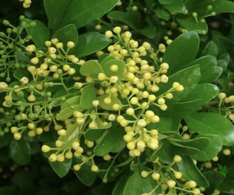 Аглая карликовая / Aglaia odorata dwarf