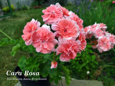 Пеларгония Cara Rosa