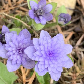 Hepatica nobilis Plena