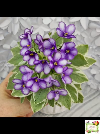 Rob's Lucky Penny (R.Robinson) (05/31/1997) листовая химера (пасынок сорт укоренённый)