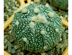 Astrophytum asterias TOP BIG OOIBO (D=40-45 мм)