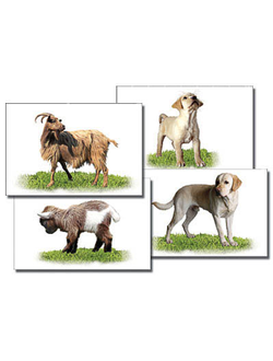Набор карточек "Домашние животные" (раздаточные)