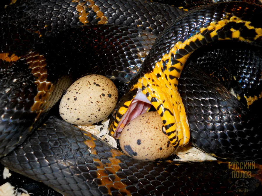 Амурский полоз, Полоз Шренка, Русский полоз, Elaphe shrenckii
