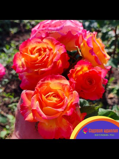 Гартеншпас (Gartenspass)