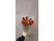Букет из 9 красных тюльпанов