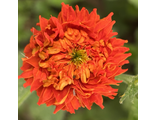 Geum Orange Pumpkin