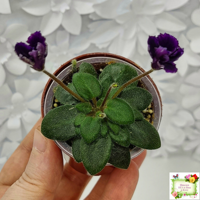 Hunter's Black Talon (K. Muzalewski)