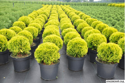 Туя Марьям - Mirjam