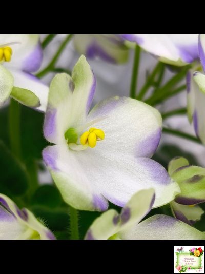 Марина Цветаева (А.Басенина) 2017 г. химера (сорт укоренённый пасынок)