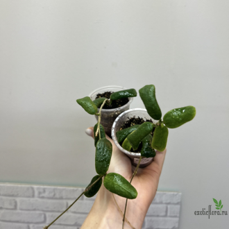 27/07/2025 Hoya Rotundiflora