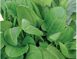 Щавель широколистный