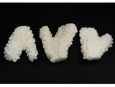 Коралл белый в ассортименте, коллекционный образец, Китай (40-45 мм, 14-16 г) №26758