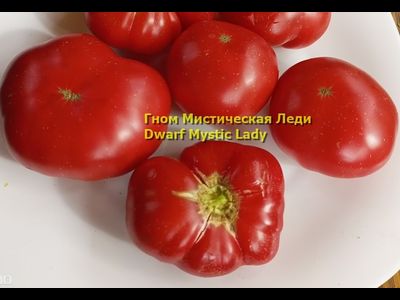 Томат Таинственная леди Dwarf Mystic Lady, Мистическая леди)