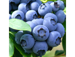 Голубика Денис Блю (Denis Blue), 1,5 л