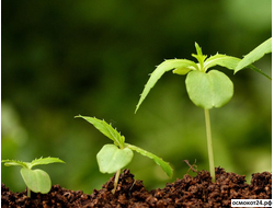 Стимуляторы роста