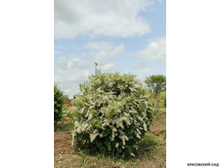 Спирея серая Грефшейм - Grefsheim в форме шара