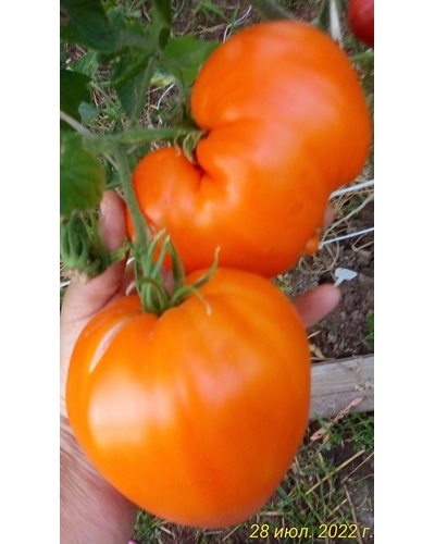 Томат Ночная свеча (Night Candle)