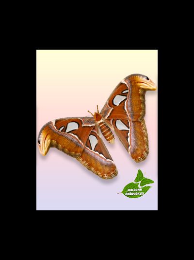 Атакус Атлас Павлиноглазка размах крыльев 18 - 23 см