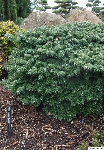 Пихта корейская Тундра