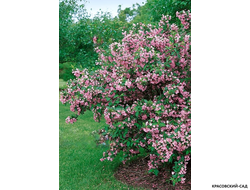 Вейгела цветущая Пинк Принцесс фото в саду красовский-сад.рф