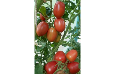Томат Мархотская кисть (Мархотское гроно)