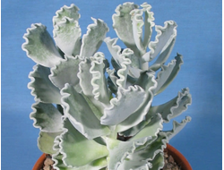 Cotyledon Undulata