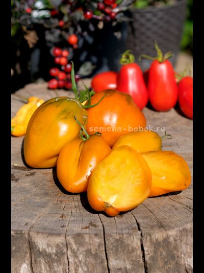 Томат Огненный гребень цвета Охра (Cresta di Fuoco), 10 шт