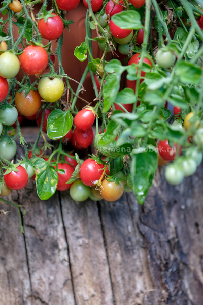 Томат Ditmarscher "Suspension rose" (Дитмаршевская Розовая Подвеска), 10 шт