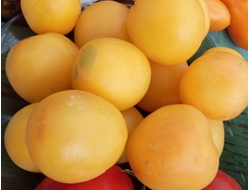 Томат Абрикосовый джем (Apricot jam)